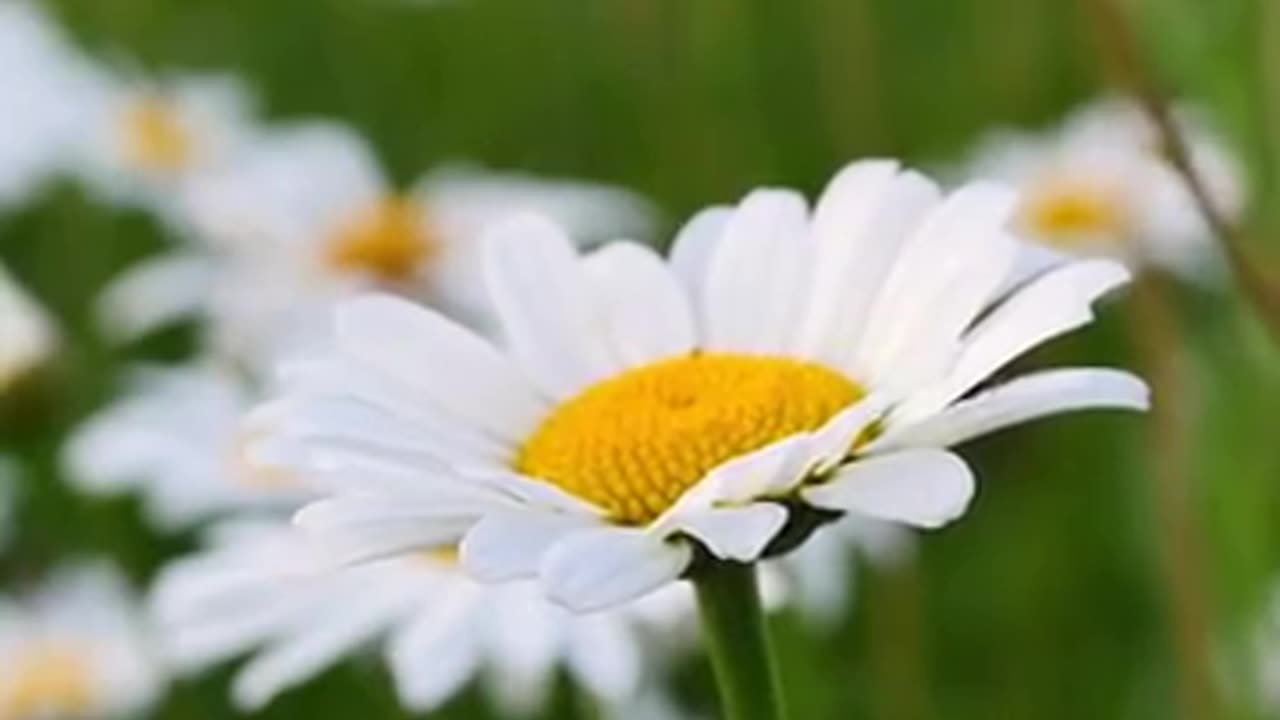 Immerse yourself in the beauty of nature with this peaceful video fill...