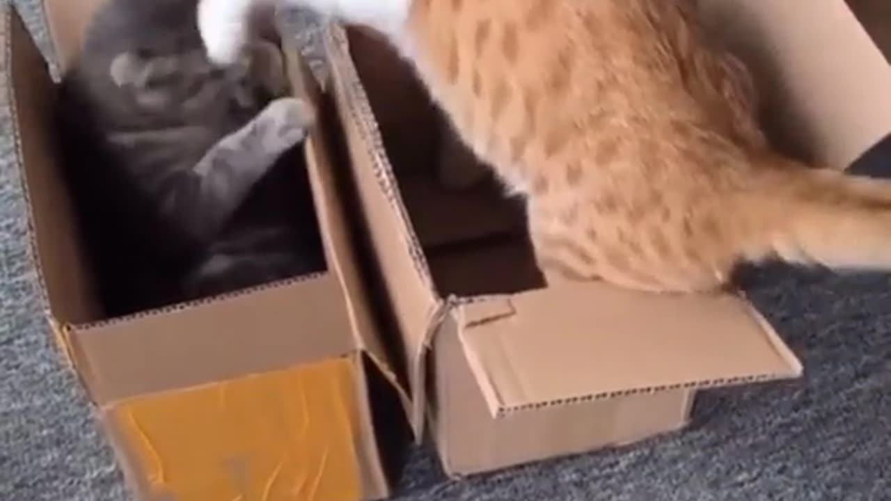 two cats funny video