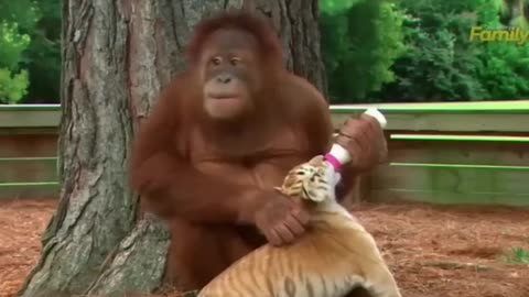 Heartwarming Moment: Orangutan Babysits Playful Tiger Cubs in a Beautiful Cross-Species Bond