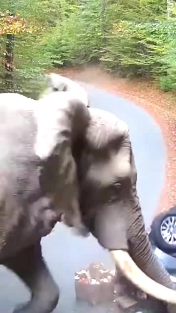 Elephant destroy the new Car #cctvFootage #hospitalcctv #cctvinstaller #cctvsystem #cctv
