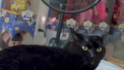 Cute Precious Piper is Mama's Sweet Baby -My Adopted Shelter Cat Vlog