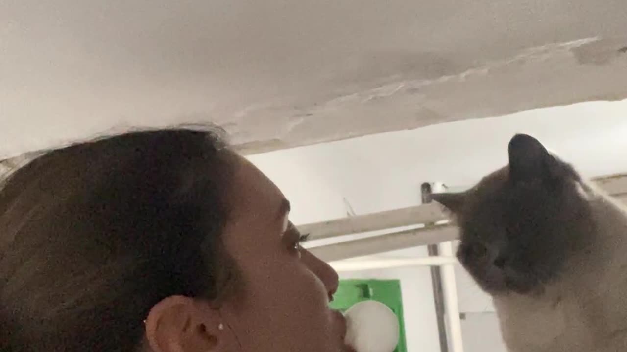 Cat Pops Bubblegum Bubble
