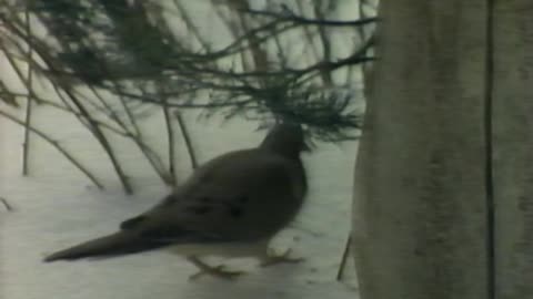 George H. Harrison Birds Of The Backyard Winter Into Spring (1989)
