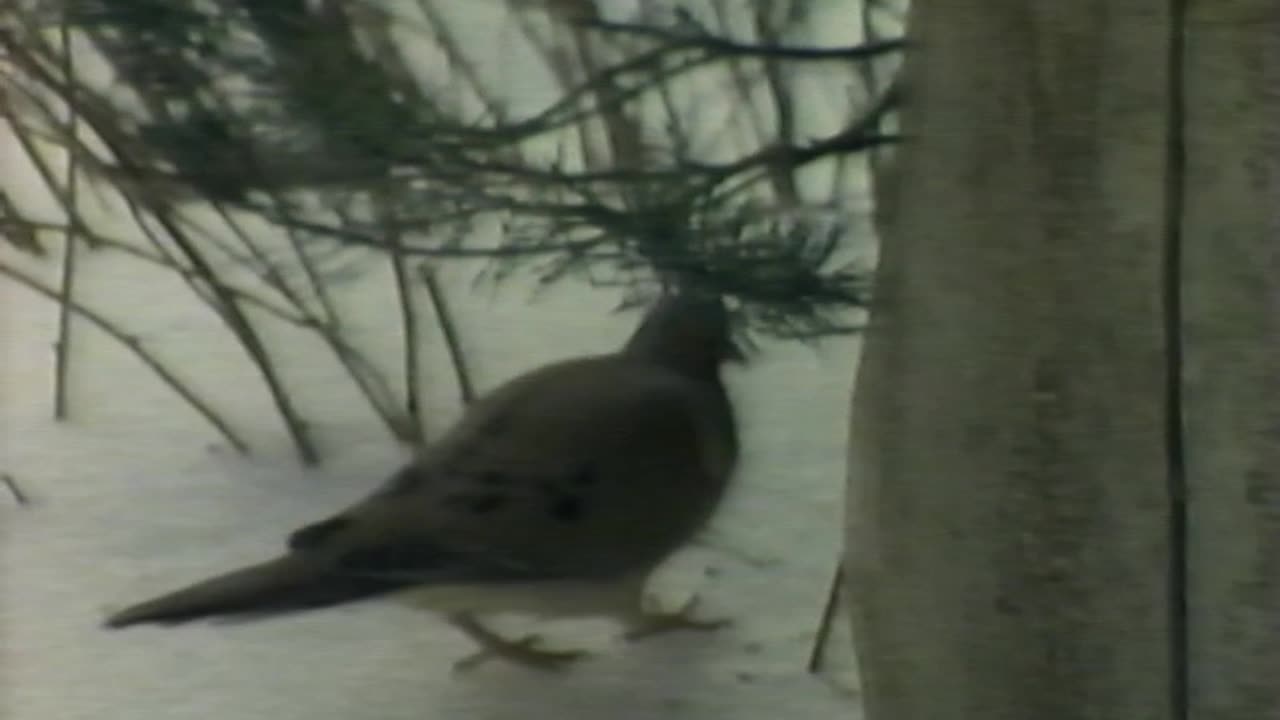 George H. Harrison Birds Of The Backyard Winter Into Spring (1989)