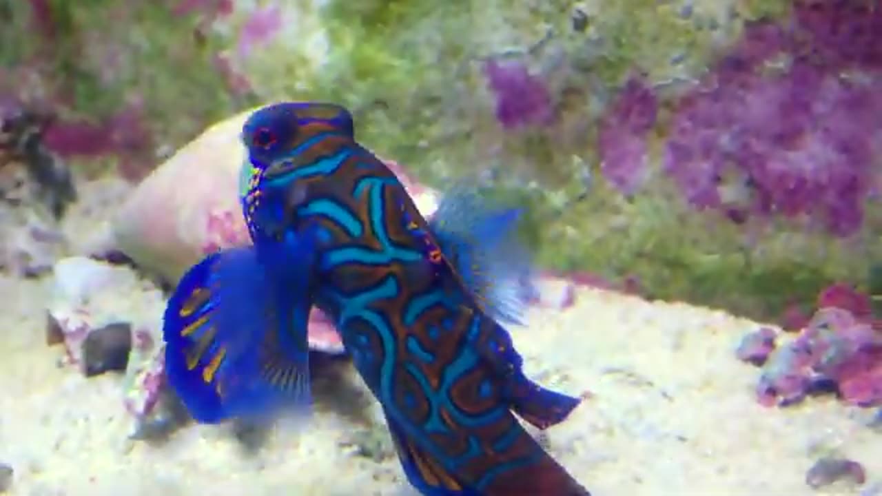 Amazing fish
