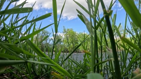 Going thru grass to see water