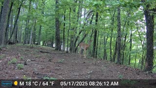 The Woods – 05/17/2025