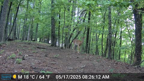The Woods – 05/17/2025