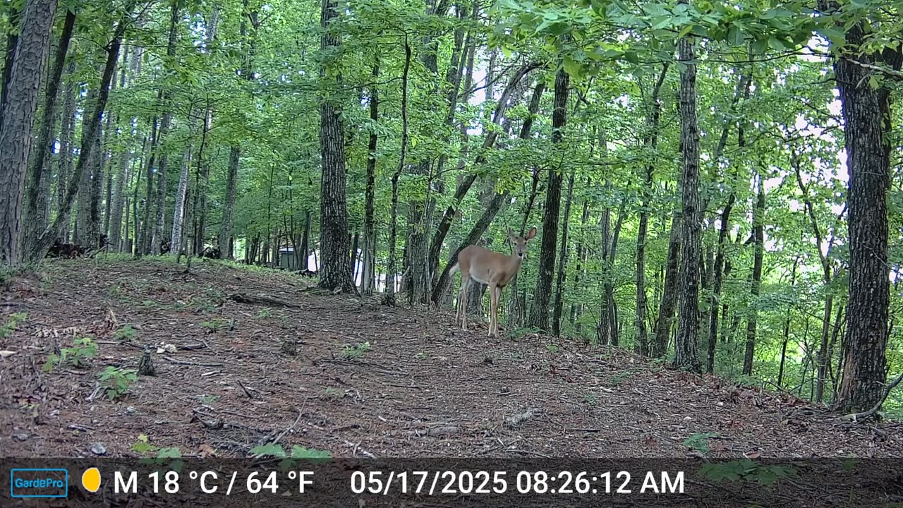 The Woods – 05/17/2025
