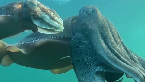 Cuttlefish