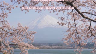 Hope From The Heart Japanese Cherry Blossom Tree April 2023