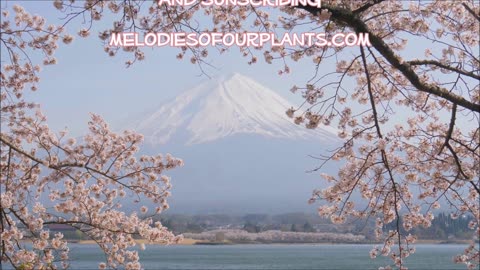 Hope From The Heart Japanese Cherry Blossom Tree April 2023