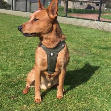 Tokala shines 239842098