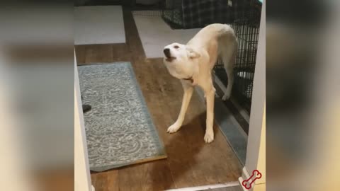 "Funny Animals Gone Wild 😂 | Cute Pets Playing & Freaking Out Over Nothing!"