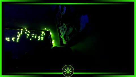 hghskyy 21 birthday stream!! 24 hour stream