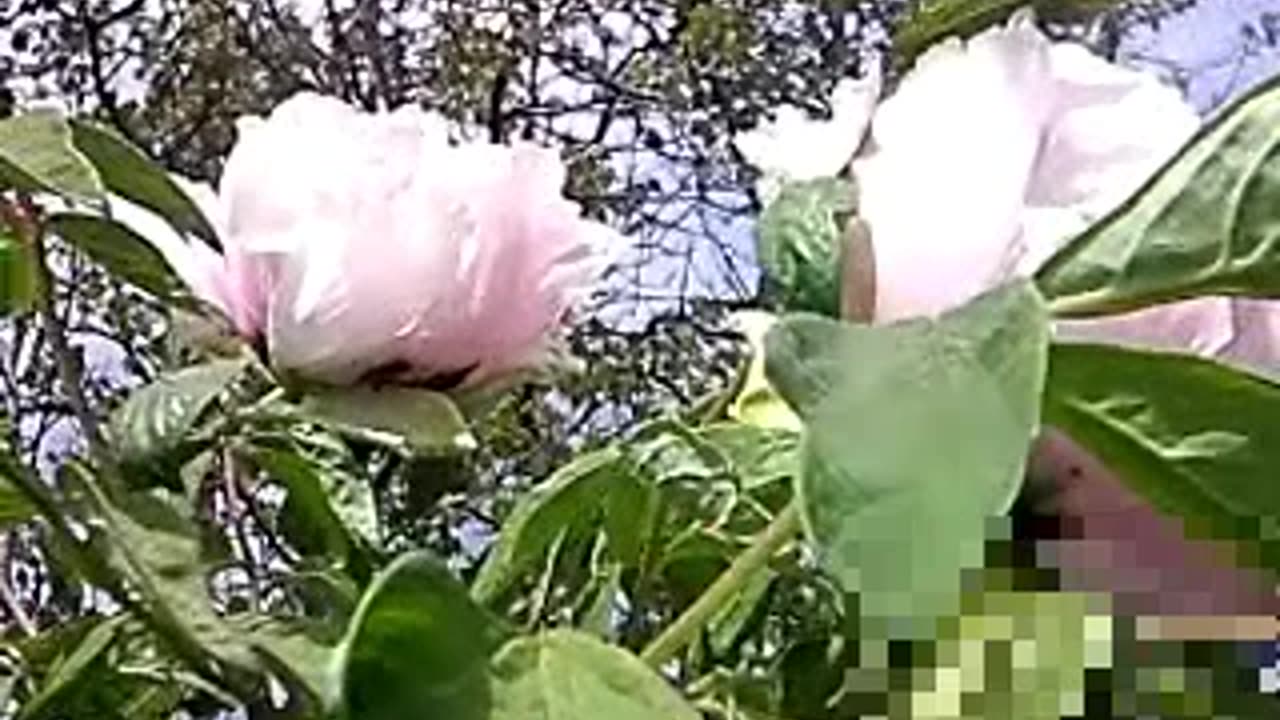 Witness the Breathtaking Beauty: Tree Peony Blooms in Full Glory!