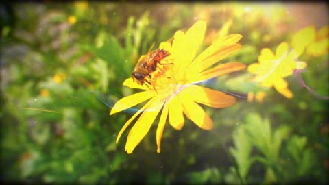 Palm Sunday "tribute to the pollinators"