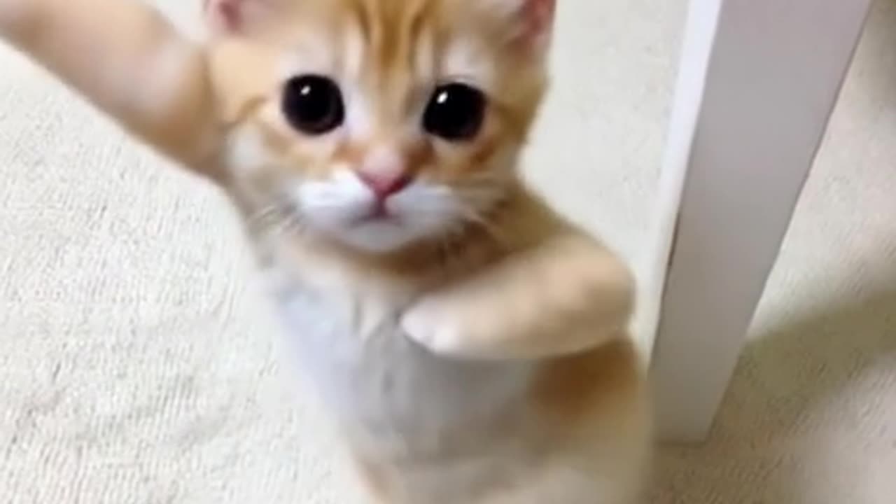 cute cat