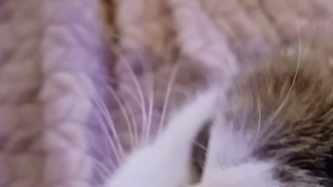 My kitty having snacks