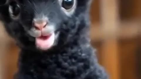Cutest Animals! 🐾