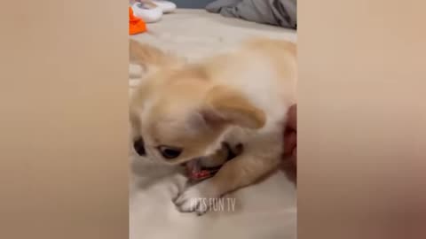 funny animal videos 2025 - funniest cats and dogs