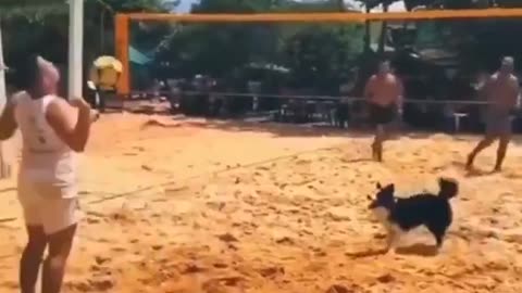 Dog volleyball win
