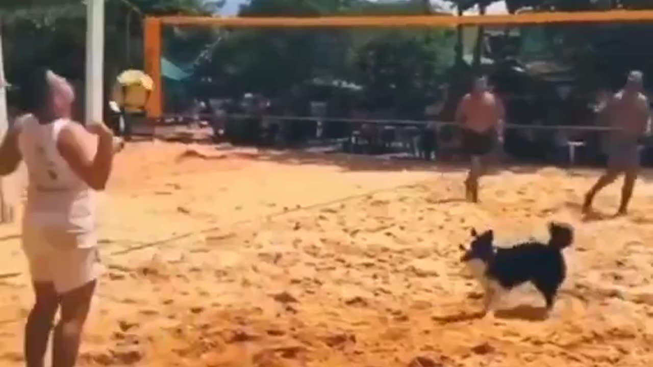 Dog volleyball win