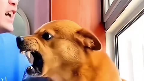 Dog’s Reaction to Bad Singing Is Priceless! 😂🎤🐶
