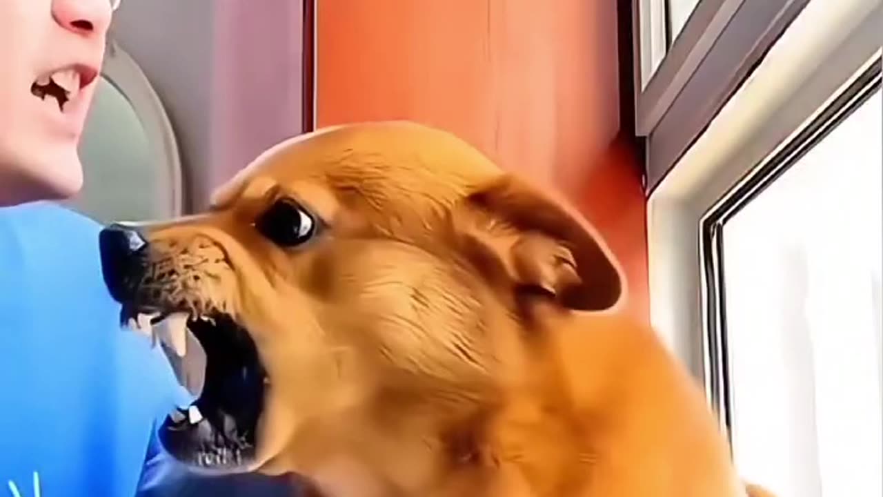 Dog’s Reaction to Bad Singing Is Priceless! 😂🎤🐶