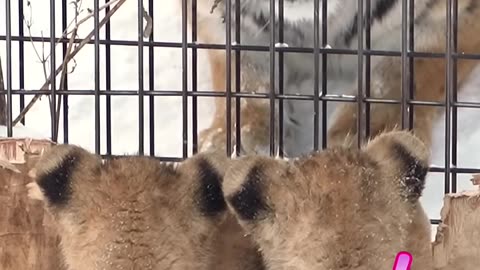 animals
