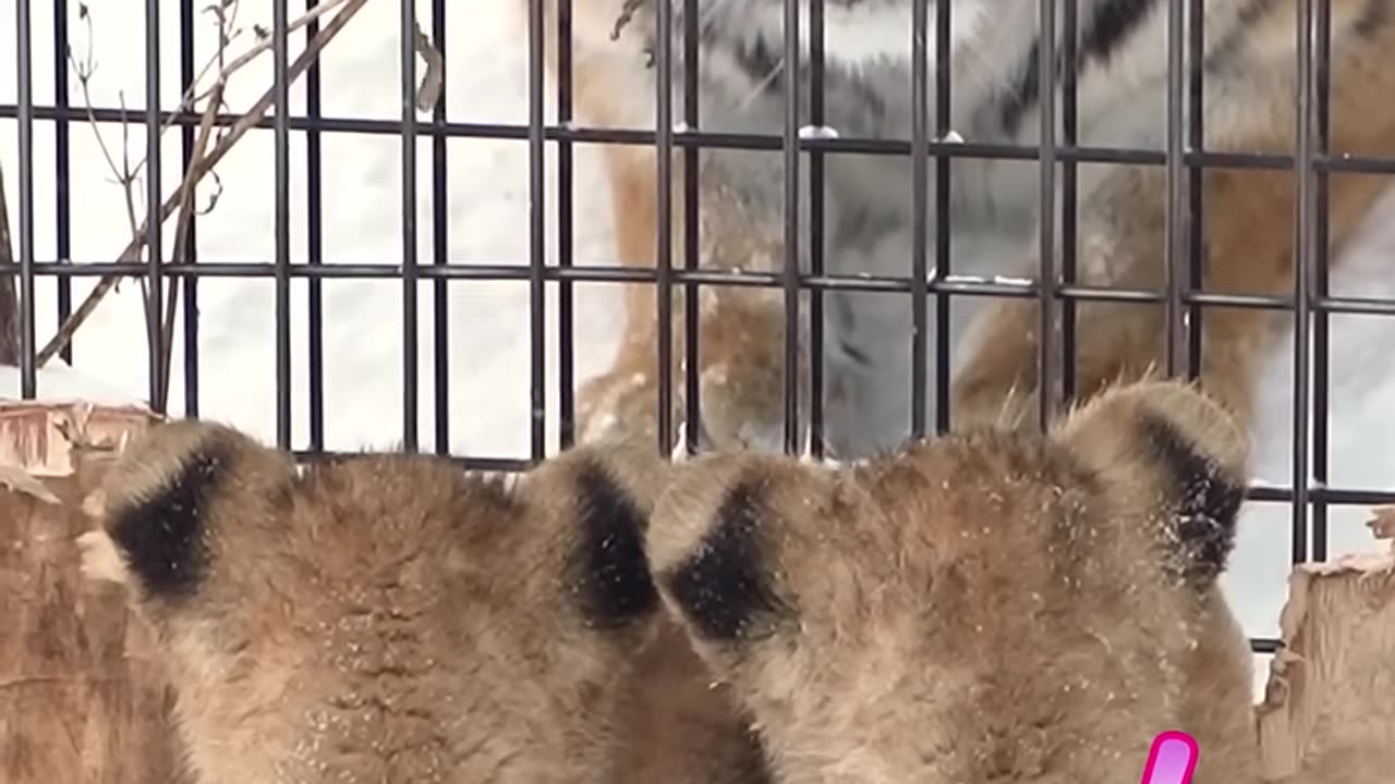 animals