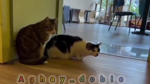 animals