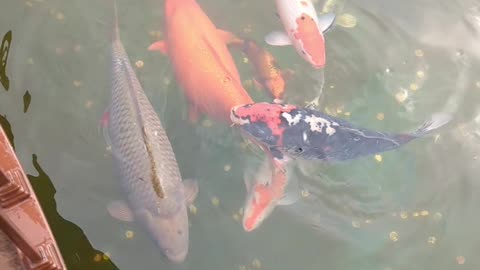 Koi fish