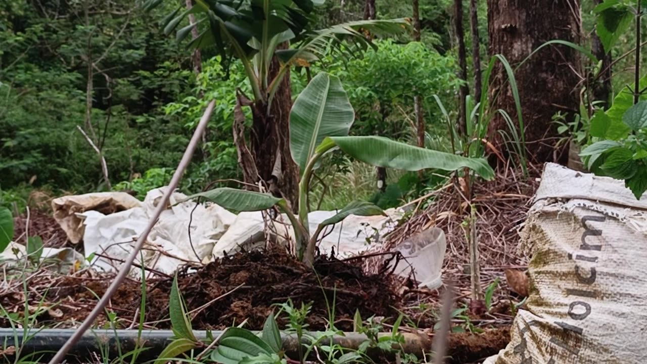 Banana planting