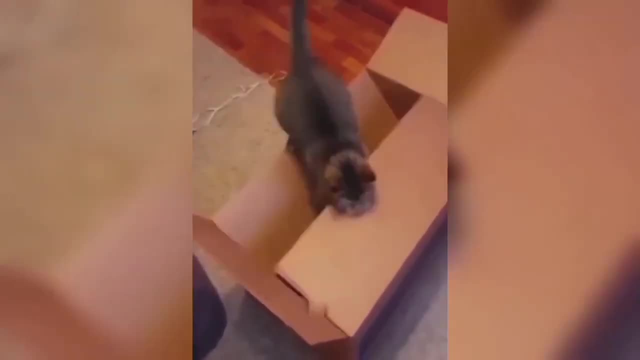 #funny animals