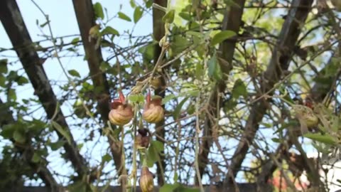The Pipevine Caterpillar Thrives in a Toxic Love Triangle.