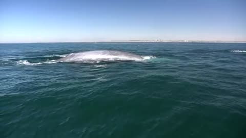 Whales