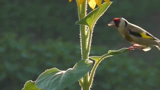 Sun flower beauty