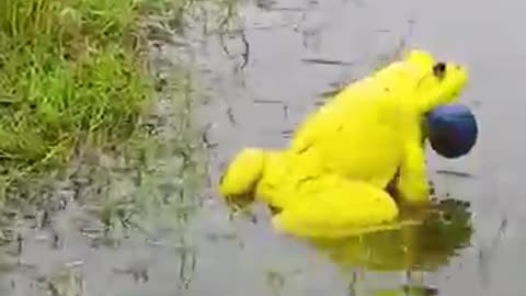 Funny videos 😂 of 🐸 frogs