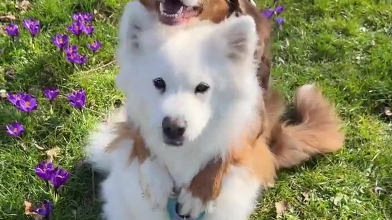 🥰🐾 The Cutest Thing You'll See Today! | FunFM