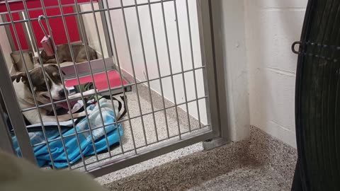 Bola@gate 6y A862027 Cambridge 2y A869872 kennel 100 PACC shelter needs time 2 be ok _20250608_988