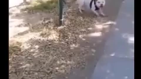 😂🐶 NEVER Approach This Dog! | FunFM