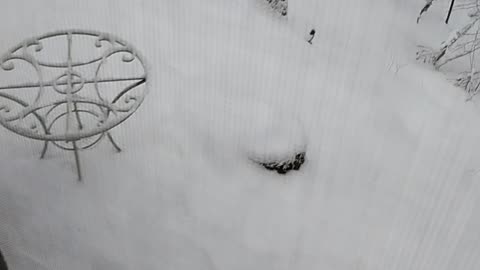 Shia, video recorded 10:23 PM Jan 18, '26 by Alyssa