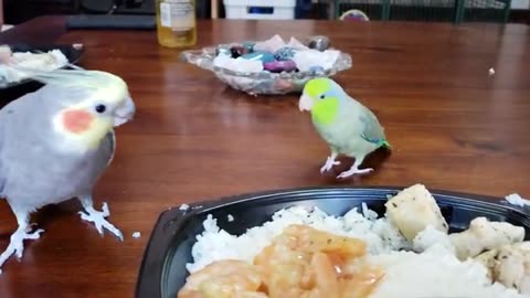 Dinner With The Birbs (Sunny and Pip)