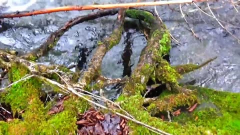 Rad Roots