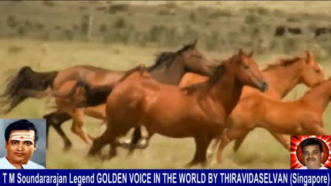 Old Is Gold (evergreen) T M Soundararajan Legend Vol 238 Horse Song 11