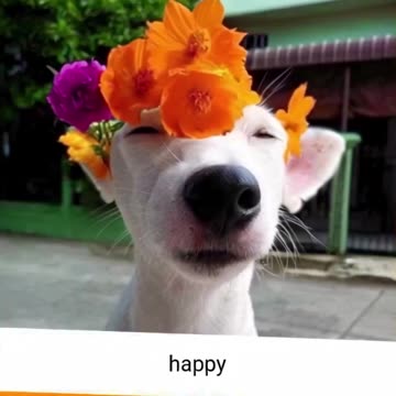 pic 22 1 #cat #memes #catshorts