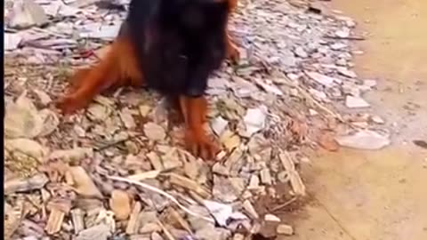 Funny videos of dogs 🐶and 🐈 cats