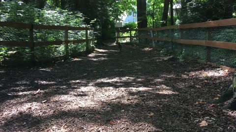 Dog park chase 20894298