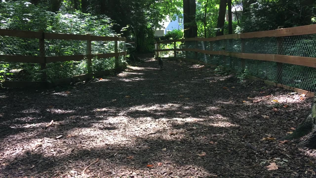 Dog park chase 20894298